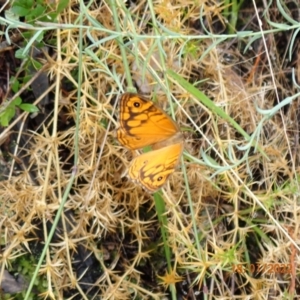 Geitoneura acantha at Kowen, ACT - 18 Jan 2022