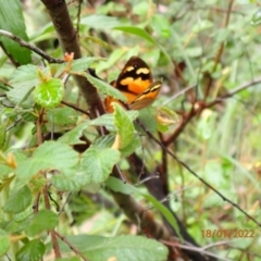 Heteronympha merope (Common Brown Butterfly) at Kowen, ACT - 18 Jan 2022 by FeralGhostbat