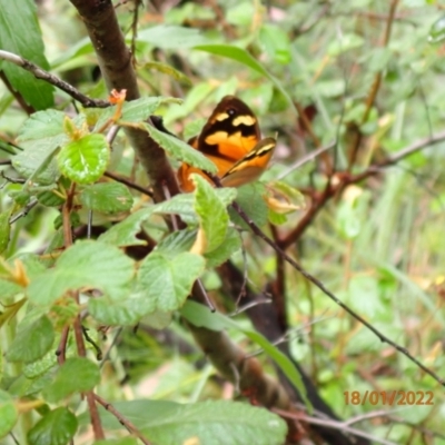 Heteronympha merope (Common Brown Butterfly) at Kowen, ACT - 18 Jan 2022 by Ozflyfisher