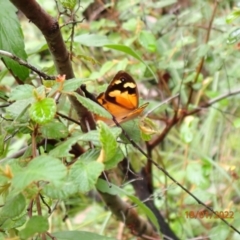 Heteronympha merope at Kowen, ACT - 18 Jan 2022