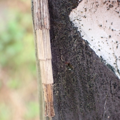 Lepidoscia arctiella (Tower Case Moth) at Molonglo Gorge - 18 Jan 2022 by Ozflyfisher