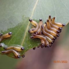 Pseudoperga sp. (genus) (Sawfly, Spitfire) at Kowen, ACT - 18 Jan 2022 by FeralGhostbat