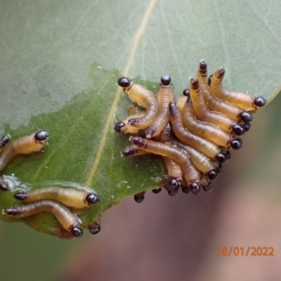 Pseudoperga sp. (genus) (Sawfly, Spitfire) at Molonglo Gorge - 18 Jan 2022 by Ozflyfisher