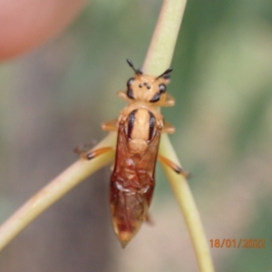 Pseudoperga sp. (genus) at Kowen, ACT - 18 Jan 2022