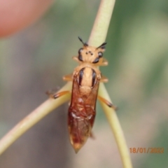 Pseudoperga sp. (genus) (Sawfly, Spitfire) at Molonglo Gorge - 18 Jan 2022 by Ozflyfisher