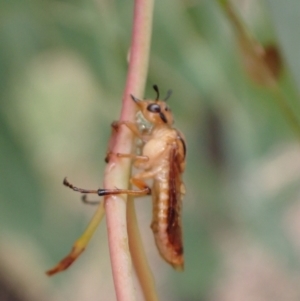 Pseudoperga sp. (genus) at Kowen, ACT - 18 Jan 2022