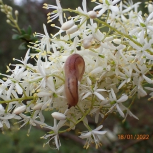 Ambigolimax sp. (valentius and waterstoni) at Kowen, ACT - 18 Jan 2022