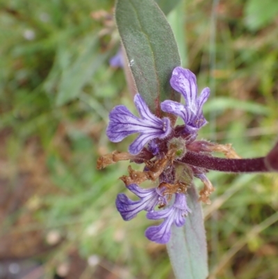 Ajuga australis (Austral Bugle) at Molonglo Gorge - 18 Jan 2022 by FeralGhostbat