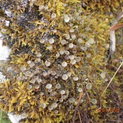Cladonia sp. (genus) (Cup Lichen) at Carwoola, NSW - 18 Jan 2022 by FeralGhostbat