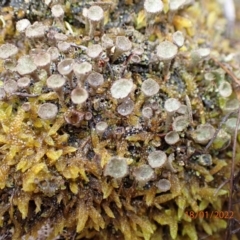 Cladonia sp. (genus) at Carwoola, NSW - 18 Jan 2022