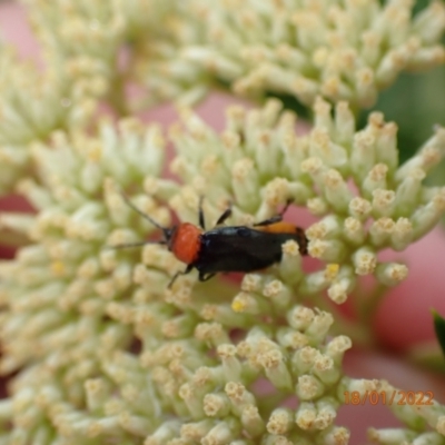 Chauliognathus tricolor (Tricolor soldier beetle) at Kowen, ACT - 18 Jan 2022 by Ozflyfisher