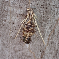 Oiketicus sp. (genus) (A case moth) at Molonglo Gorge - 18 Jan 2022 by Ozflyfisher