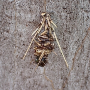 Oiketicus sp. (genus) at Kowen, ACT - 18 Jan 2022
