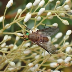 Ectenopsis sp. (March fly) at Kowen, ACT - 18 Jan 2022 by Ozflyfisher