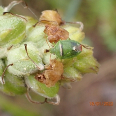 Ocirrhoe unimaculata (Green Stink Bug) at Kowen, ACT - 18 Jan 2022 by FeralGhostbat