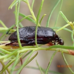 Alleculinae sp. (Subfamily) (Unidentified Comb-clawed beetle) at Kowen, ACT - 18 Jan 2022 by FeralGhostbat