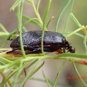 Alleculinae sp. (Subfamily) at Kowen, ACT - 18 Jan 2022 01:55 PM