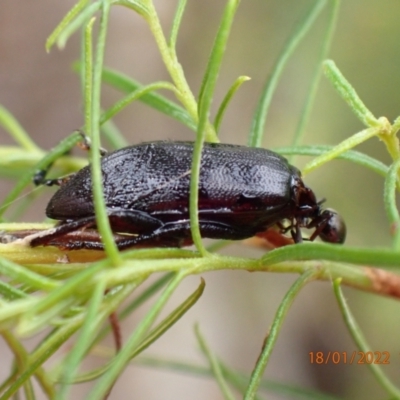 Alleculinae sp. (Subfamily) (Unidentified Comb-clawed beetle) at Kowen, ACT - 18 Jan 2022 by Ozflyfisher