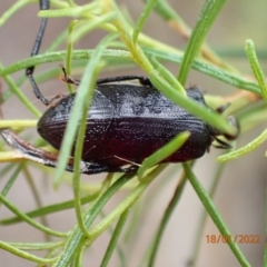 Alleculinae sp. (Subfamily) at Kowen, ACT - 18 Jan 2022 01:55 PM