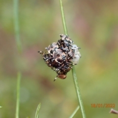 Pentatomidae (family) (Shield or Stink bug) at Kowen, ACT - 18 Jan 2022 by Bugologist