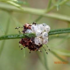 Pentatomidae (family) at Kowen, ACT - 18 Jan 2022 01:54 PM