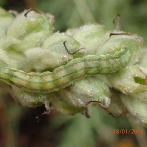 Helicoverpa punctigera at Carwoola, NSW - 18 Jan 2022 01:47 PM