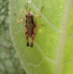 Phaulacridium vittatum at Carwoola, NSW - 18 Jan 2022