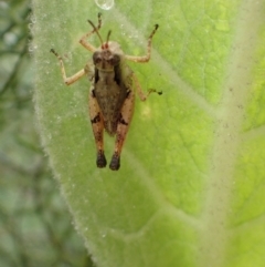 Phaulacridium vittatum (Wingless Grasshopper) at Molonglo Gorge - 18 Jan 2022 by Ozflyfisher