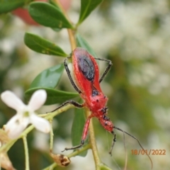 Gminatus australis (Orange assassin bug) at Molonglo Gorge - 18 Jan 2022 by Ozflyfisher