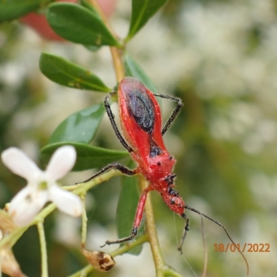 Gminatus australis (Orange assassin bug) at Molonglo Gorge - 18 Jan 2022 by Ozflyfisher