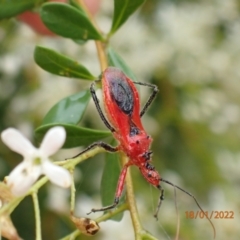 Gminatus australis (Orange assassin bug) at Carwoola, NSW - 18 Jan 2022 by Ozflyfisher