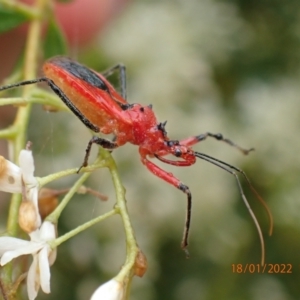 Gminatus australis at Carwoola, NSW - 18 Jan 2022