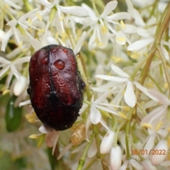 Bisallardiana gymnopleura (Brown flower chafer) at Molonglo Gorge - 18 Jan 2022 by FeralGhostbat