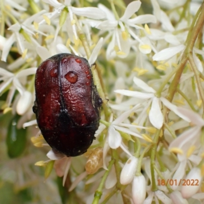 Bisallardiana gymnopleura (Brown flower chafer) at Molonglo Gorge - 18 Jan 2022 by FeralGhostbat