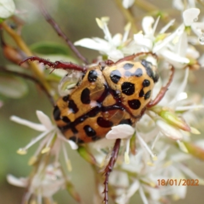 Neorrhina punctata (Spotted flower chafer) at Molonglo Gorge - 18 Jan 2022 by Ozflyfisher