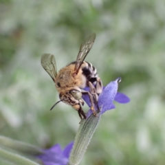 Amegilla sp. (genus) (Blue Banded Bee) at Cook, ACT - 18 Jan 2022 by drakes