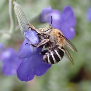 Amegilla sp. (genus) at Cook, ACT - suppressed