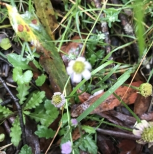 Lagenophora stipitata at Captains Flat, NSW - 15 Jan 2022