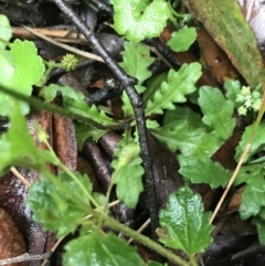 Lagenophora stipitata at Captains Flat, NSW - 15 Jan 2022