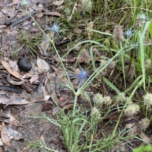 Eryngium ovinum at Hackett, ACT - 18 Jan 2022