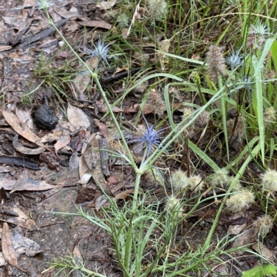 Eryngium ovinum (Blue Devil) at Mount Majura - 18 Jan 2022 by Boagshoags