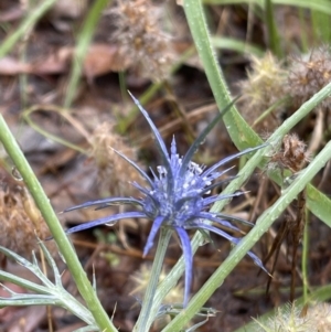 Eryngium ovinum at Hackett, ACT - 18 Jan 2022