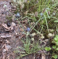 Eryngium ovinum at Hackett, ACT - 18 Jan 2022