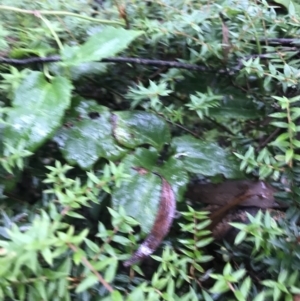 Clematis aristata at Captains Flat, NSW - 15 Jan 2022