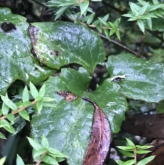 Clematis aristata at Captains Flat, NSW - 15 Jan 2022