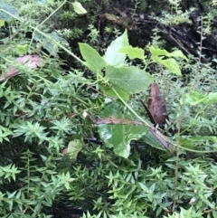 Clematis aristata at Captains Flat, NSW - 15 Jan 2022 09:57 AM