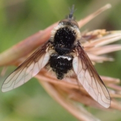 Bombyliidae (family) (Unidentified Bee fly) at Cook, ACT - 18 Jan 2022 by drakes