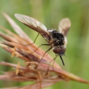 Bombyliidae (family) at Cook, ACT - 18 Jan 2022