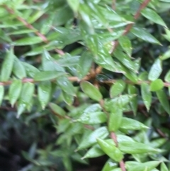Acrotriche leucocarpa (TBC) at Captains Flat, NSW - 14 Jan 2022 by Tapirlord
