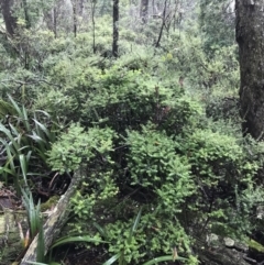 Acrotriche leucocarpa at Captains Flat, NSW - 15 Jan 2022